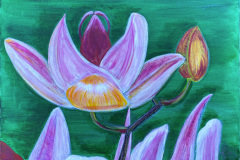 GS_001_Orchideen